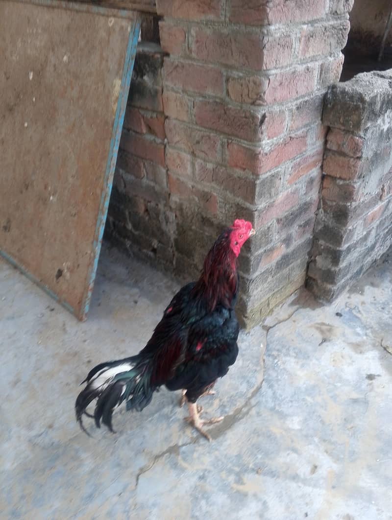 عسیل مرغا 2
