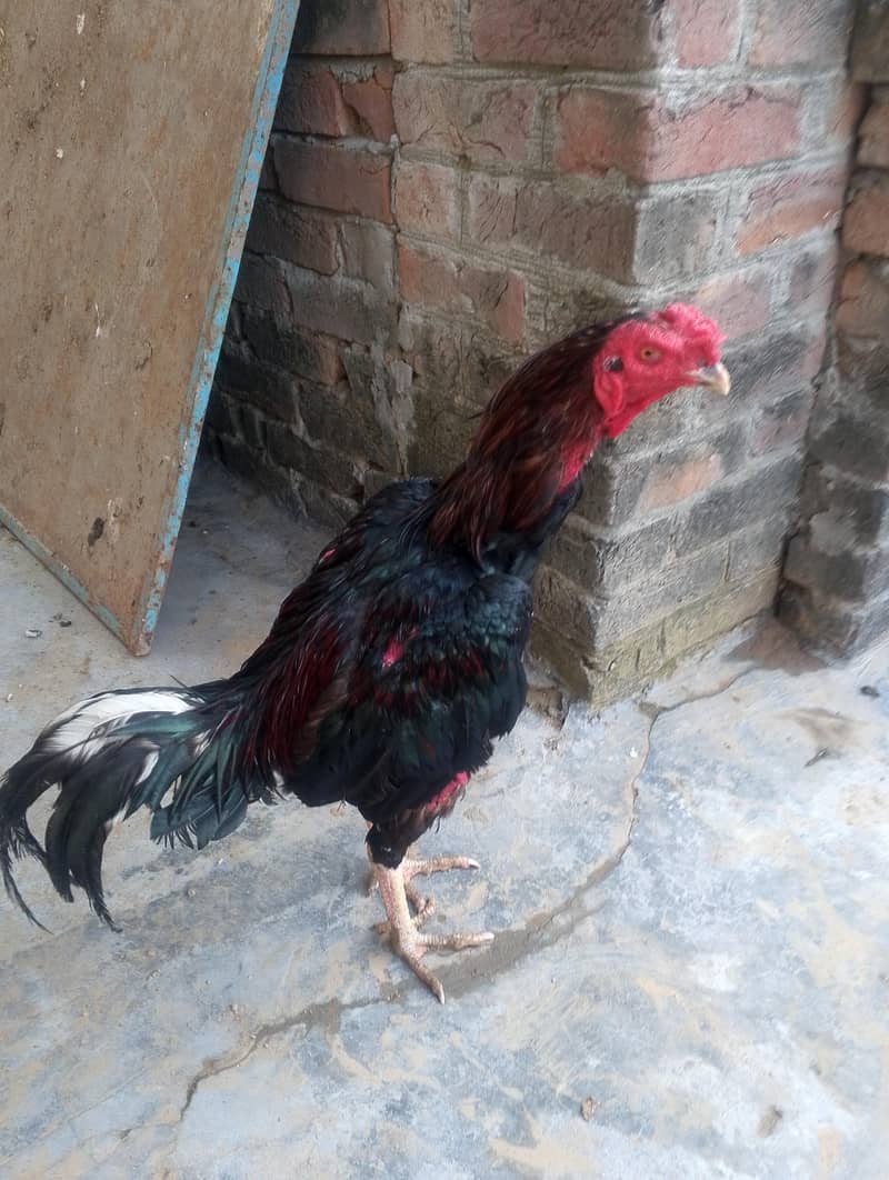 عسیل مرغا 3