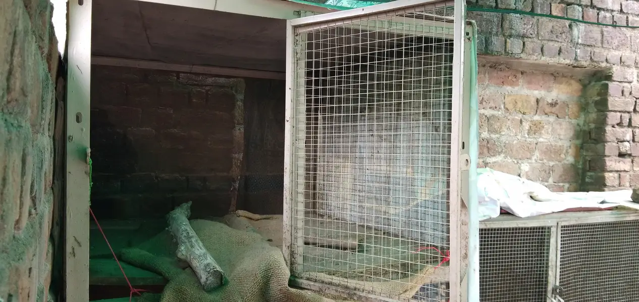 3 Box cage for aseel and other birds — photo 2