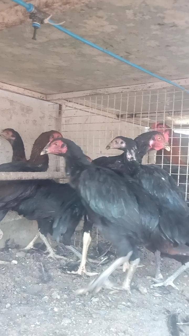 Aseel 1 patha, 6 pathian , age 6 months, Breed Thai cross - Hens ...
