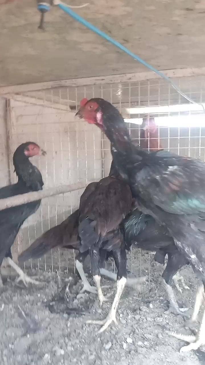 Aseel 1 patha, 6 pathian , age 6 months, Breed Thai cross - Hens ...