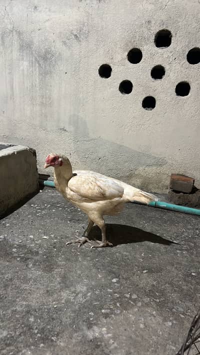 Pure heera female blue ring 03700518304