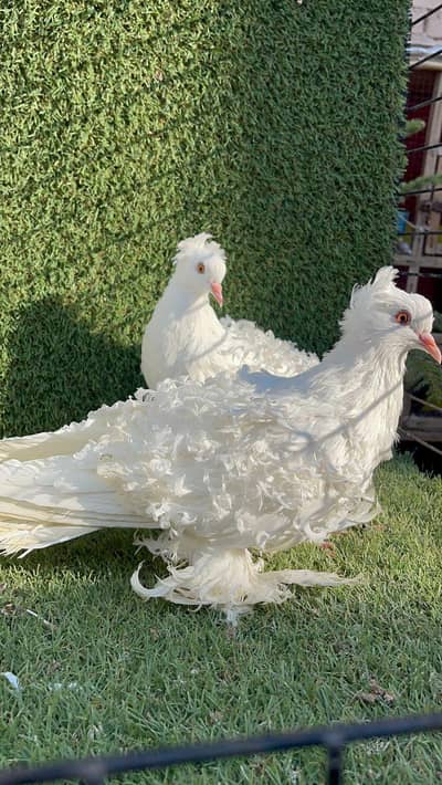 White Frillback imported blood line