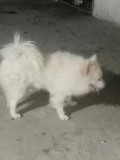 Russian dog  male active and healthy jis bahi na Lana ho wo rabta kary