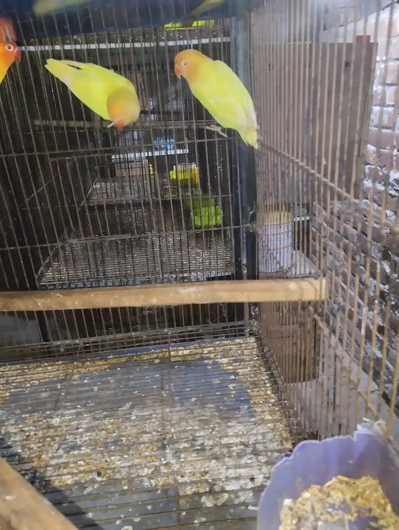 Australian birds or love birds or cages — photo 2