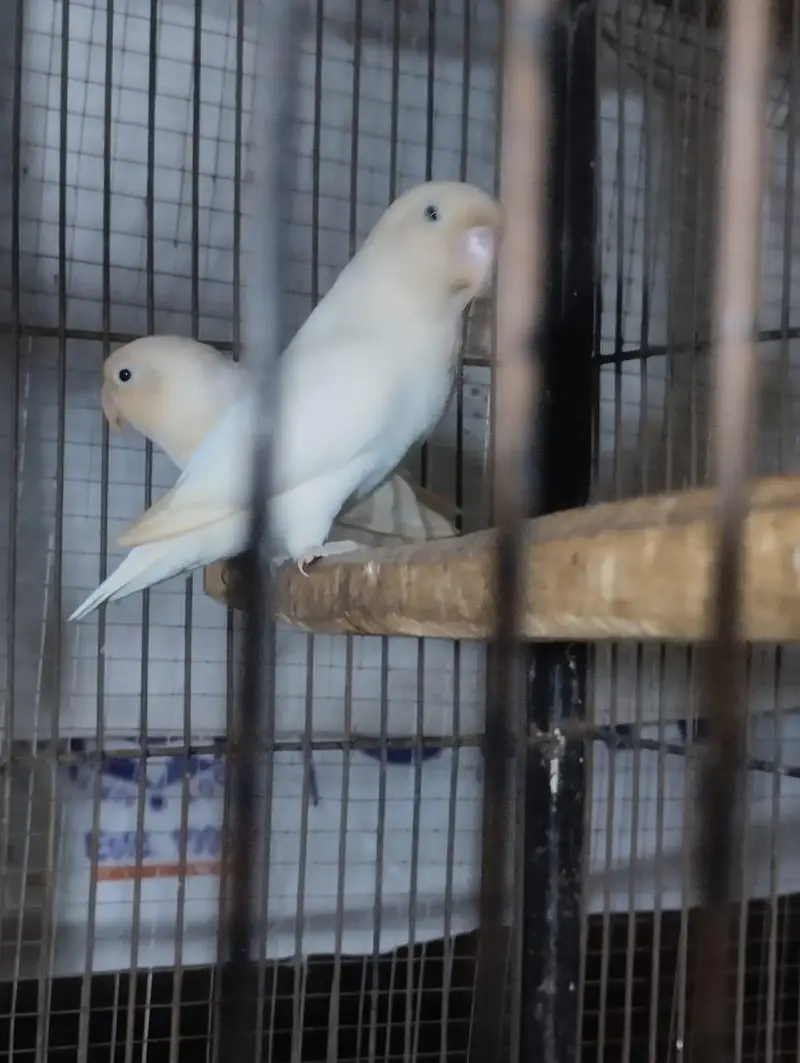 Australian birds or love birds or cages — photo 3