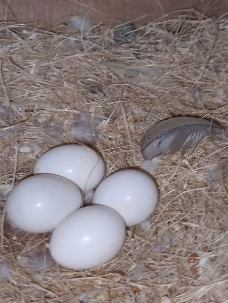 Australian birds or love birds or cages — photo 4