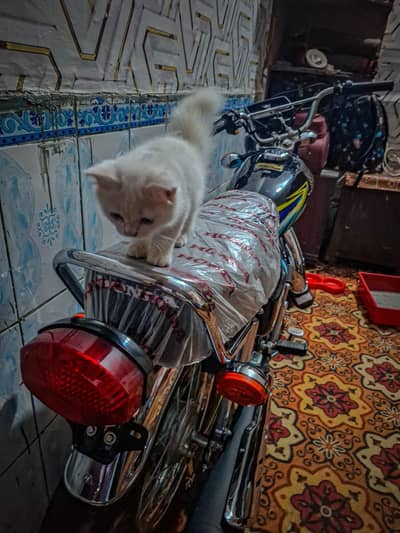 persian cat