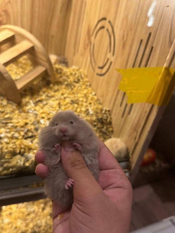 HAMSTERS AVAILABLE 1