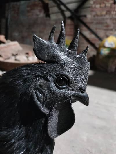 ayam cemani pair  for sale full healdthi and active