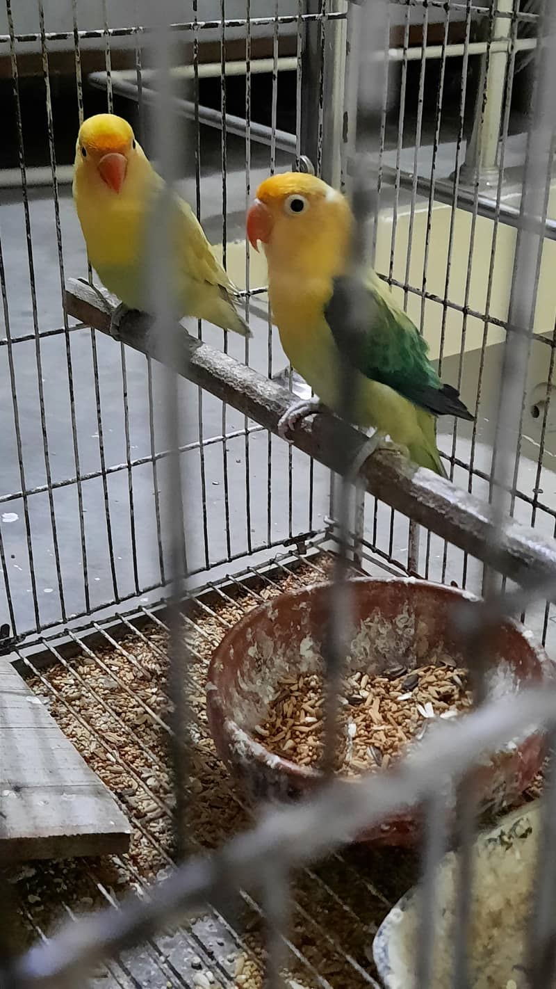 breeder 3