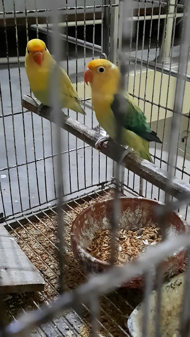breeder — photo 4