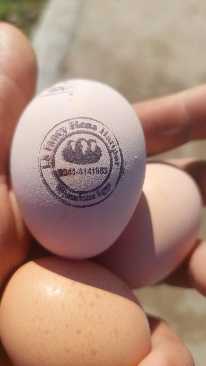 Silver Wyandotte &Splash Wyandotte Chickes & Eggs Available — photo 4