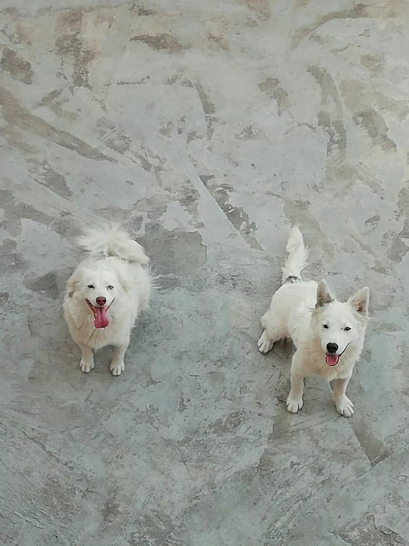 Pure Russian Breed healthy puppy big height Dogs 1107619047