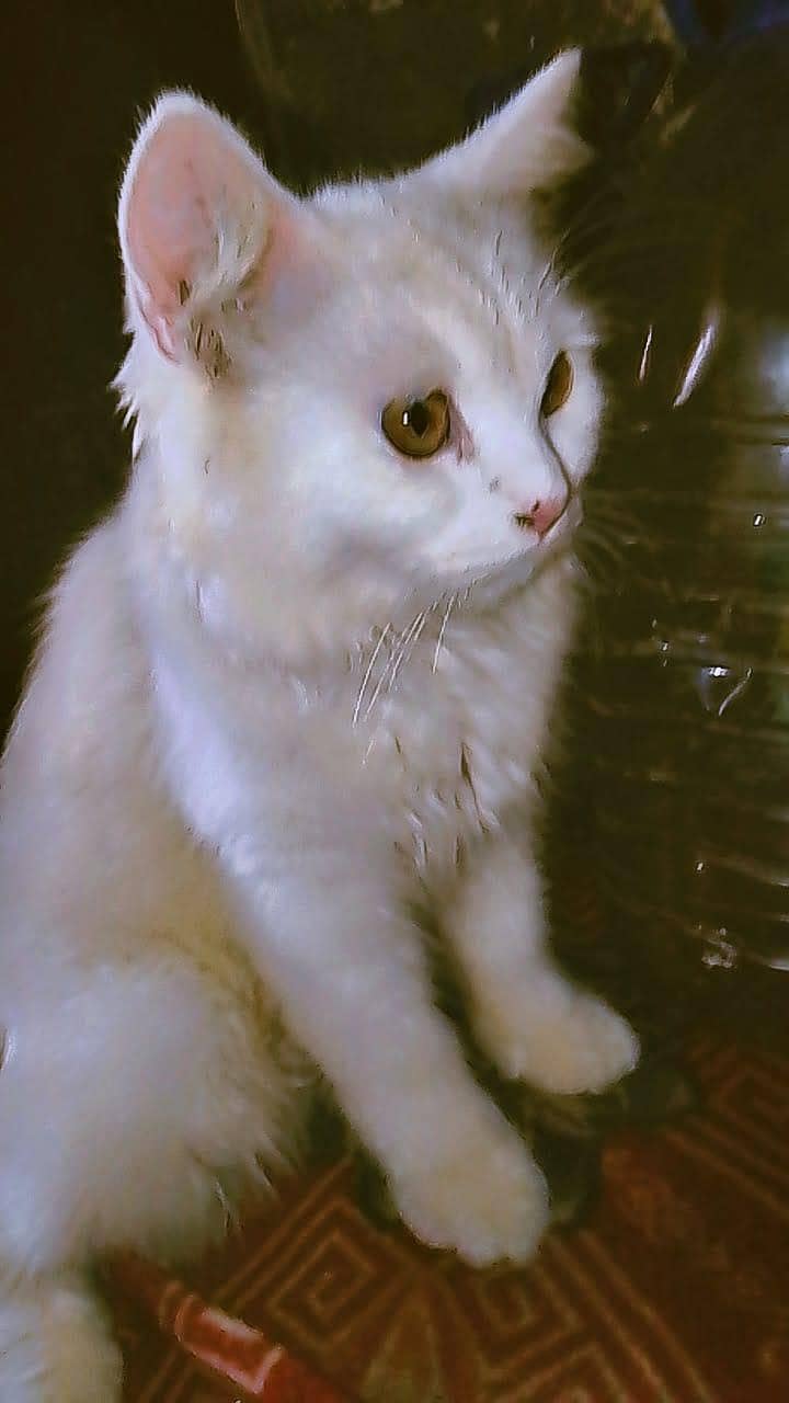 white Persian cat triple code 0