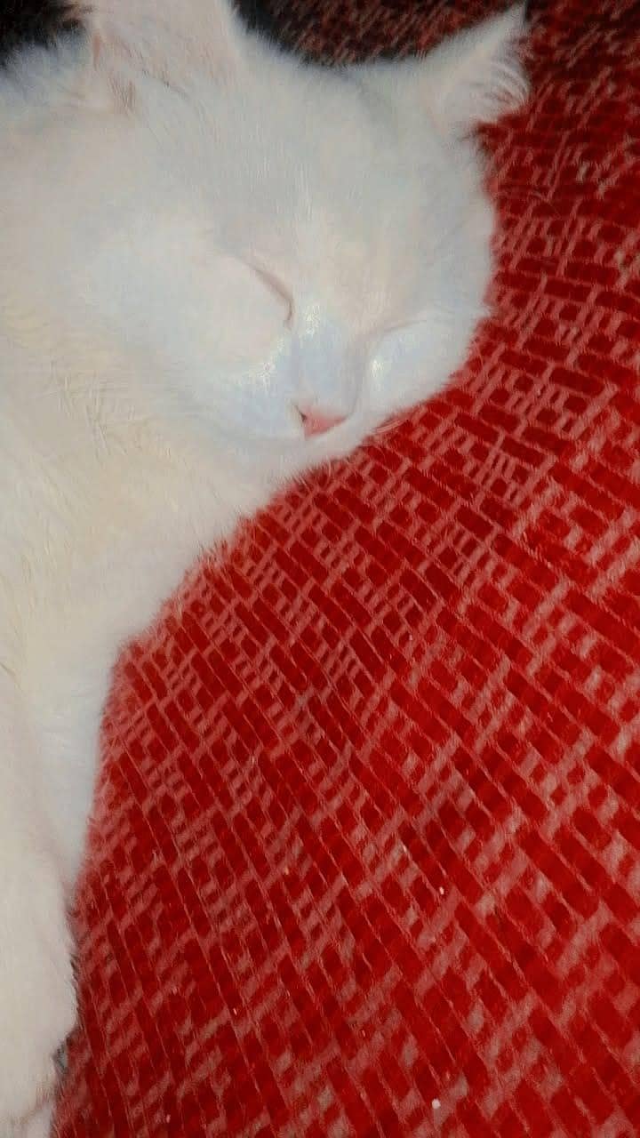 white Persian cat triple code 1