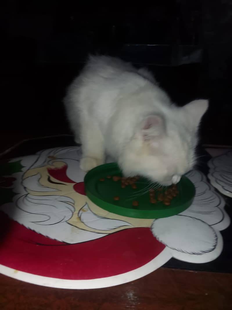 white Persian cat triple code 2