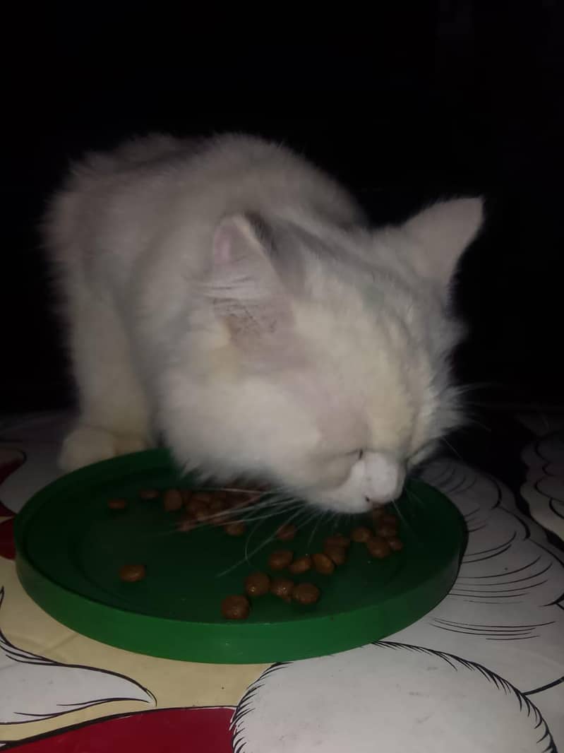 white Persian cat triple code 3