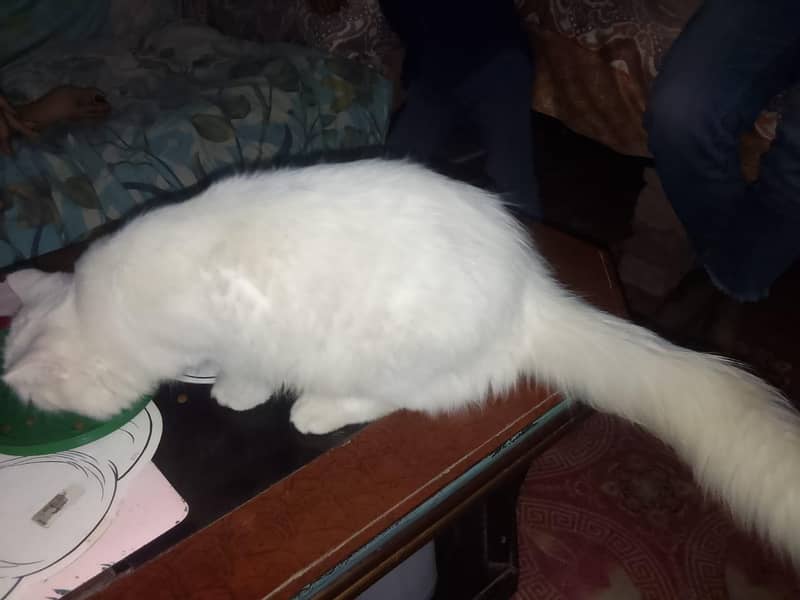 white Persian cat triple code 4