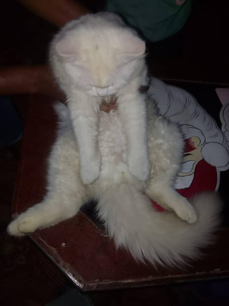 white Persian cat triple code 5