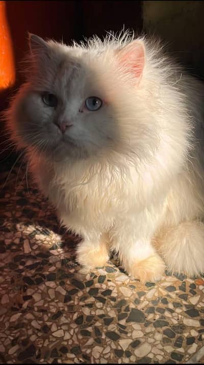 Persian cat triple coat
