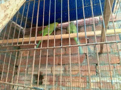 14000 ka mil jay ga breader pair he