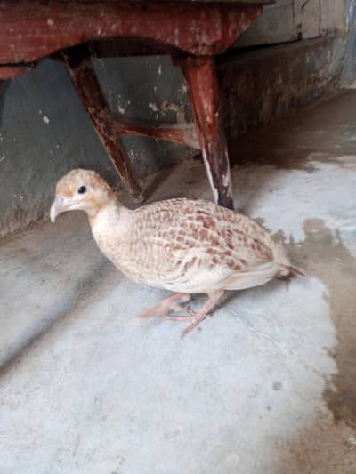 Irani female teetar for sale