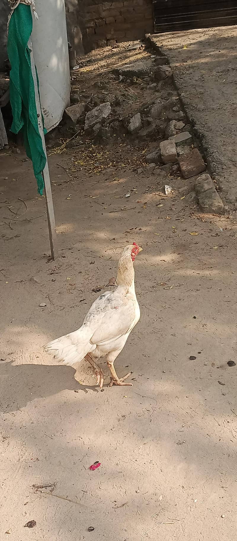 heera 2