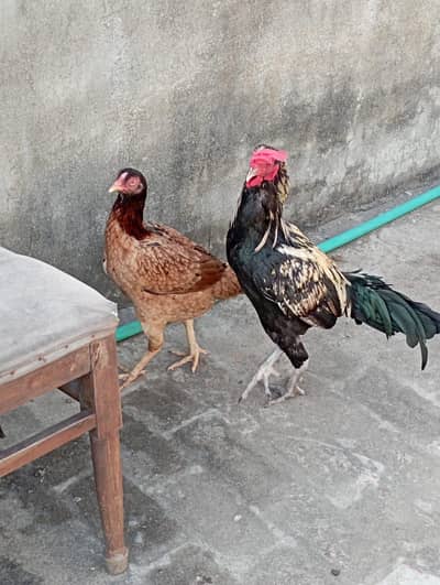 Aseel murga for sale.