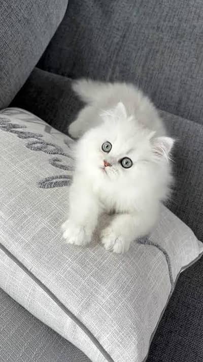 Cat for Sale