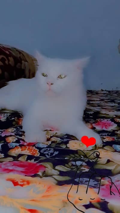 white persian cat | Kitten | Tripple coated | cat for sale