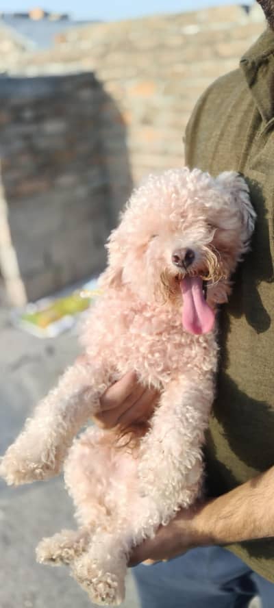 funny and looking dogs