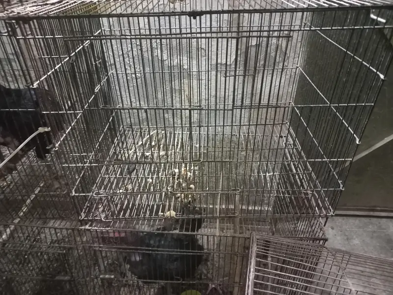 cage for sale read description — photo 2