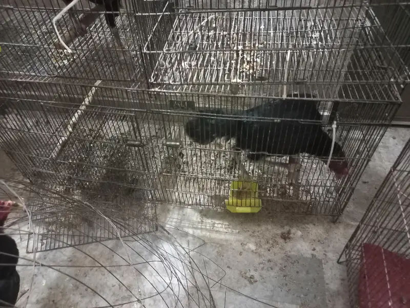 cage for sale read description — photo 3