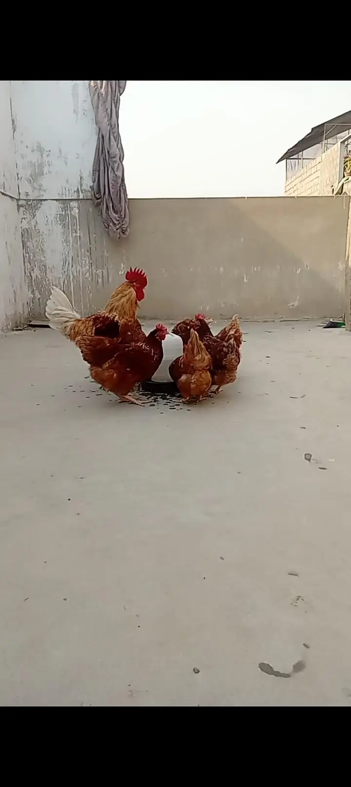 lohman brown eggs & hens