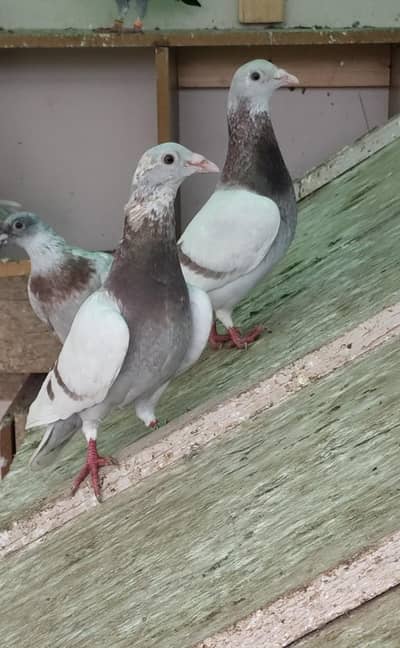 Qasid [ Meli Bar ] High Quality