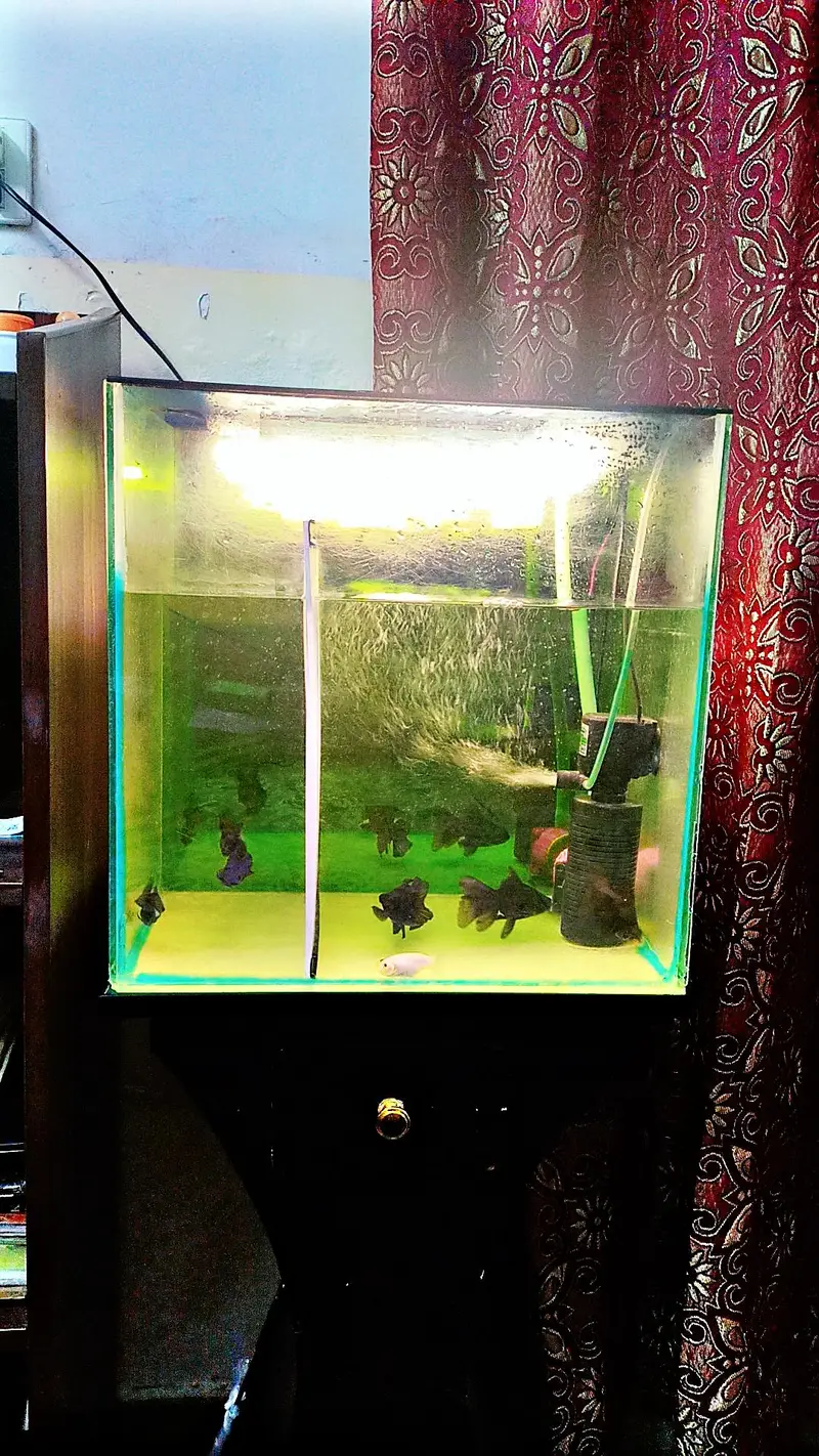 Fish Aquarium