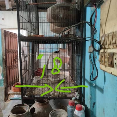 cage birds