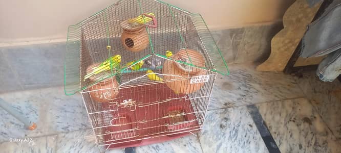Beautiful Australian Parrots | 2 Pieces male female Healthy Birds