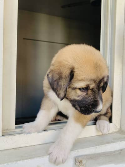 Play full puppy vaccination