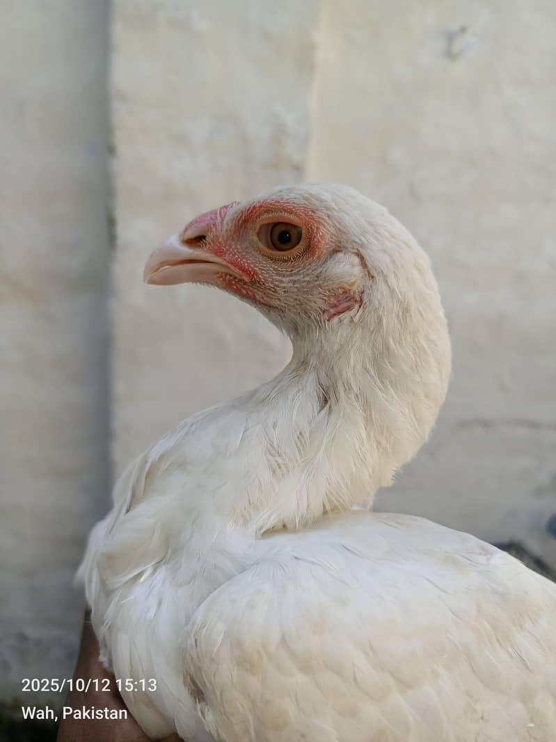 white pepar pair breader 0