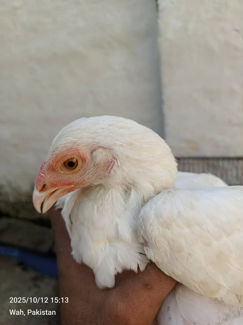 white pepar pair breader 1