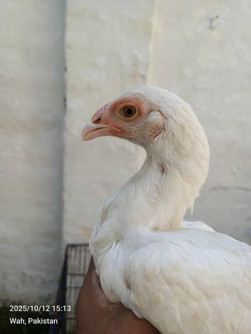 white pepar pair breader 2