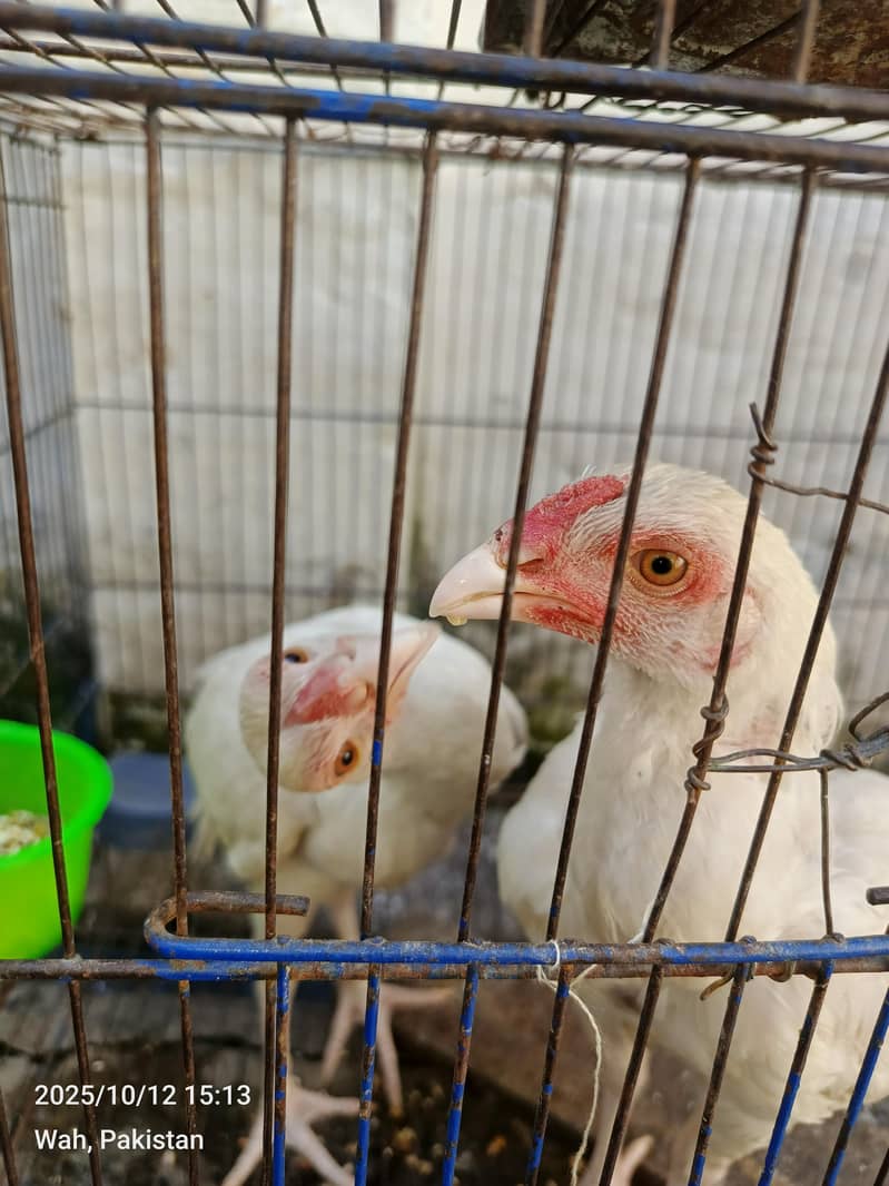 white pepar pair breader 3
