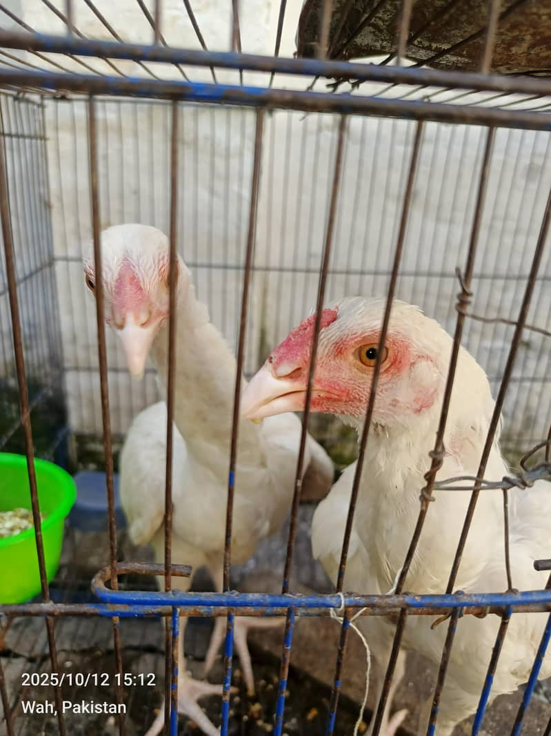 white pepar pair breader 4
