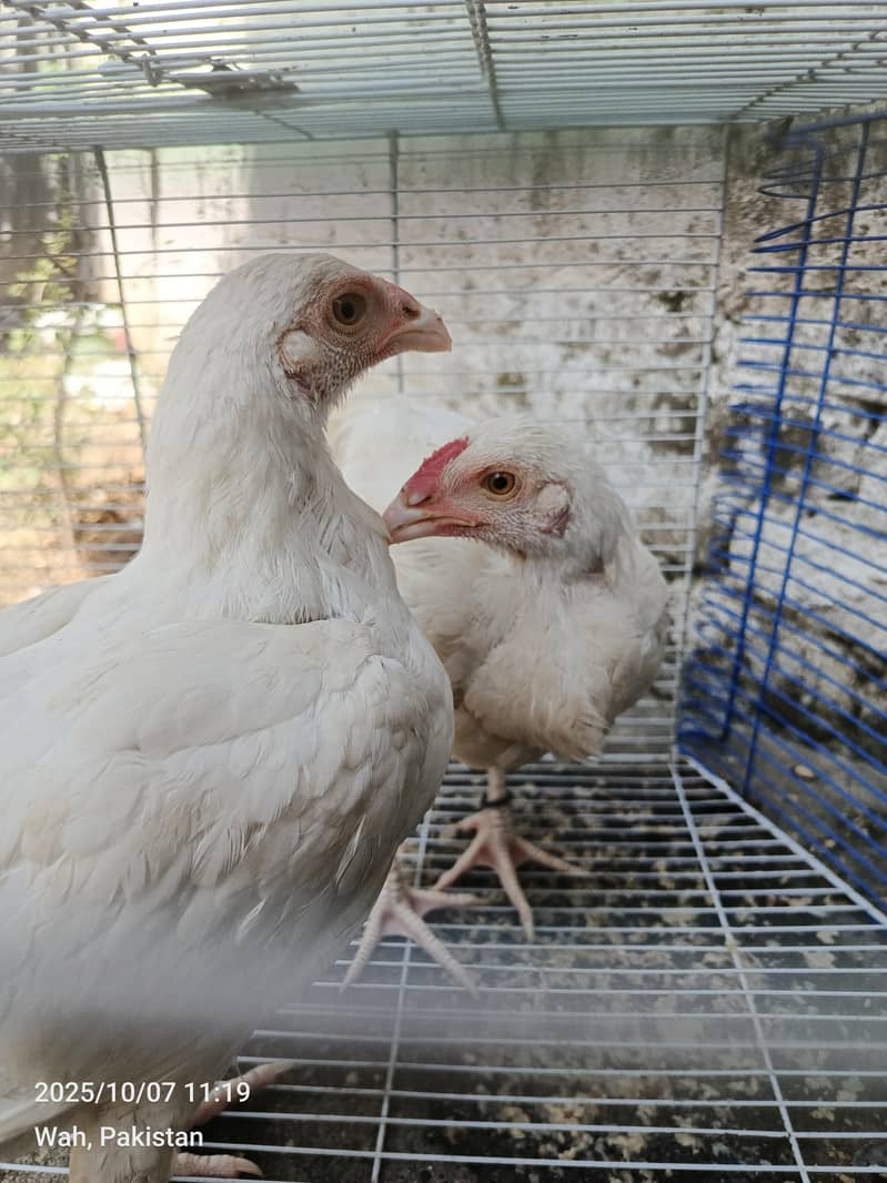 white pepar pair breader 5