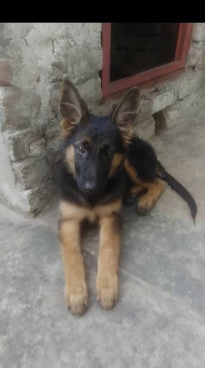 German shepherd female pappy - Dogs - 1107302315