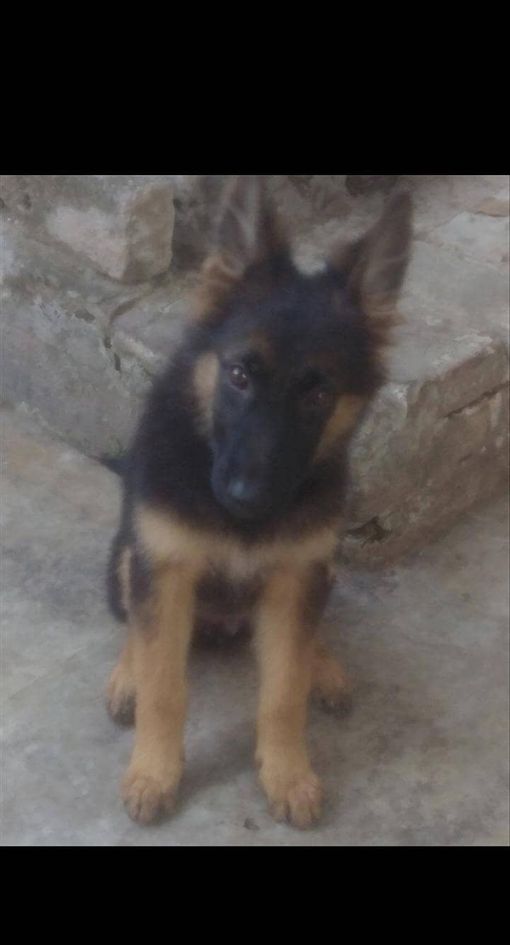 German shepherd female pappy - Dogs - 1107302315