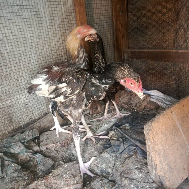 سب ایکٹو ہیں کسی قسم کی بیماری نہیں ہے 0