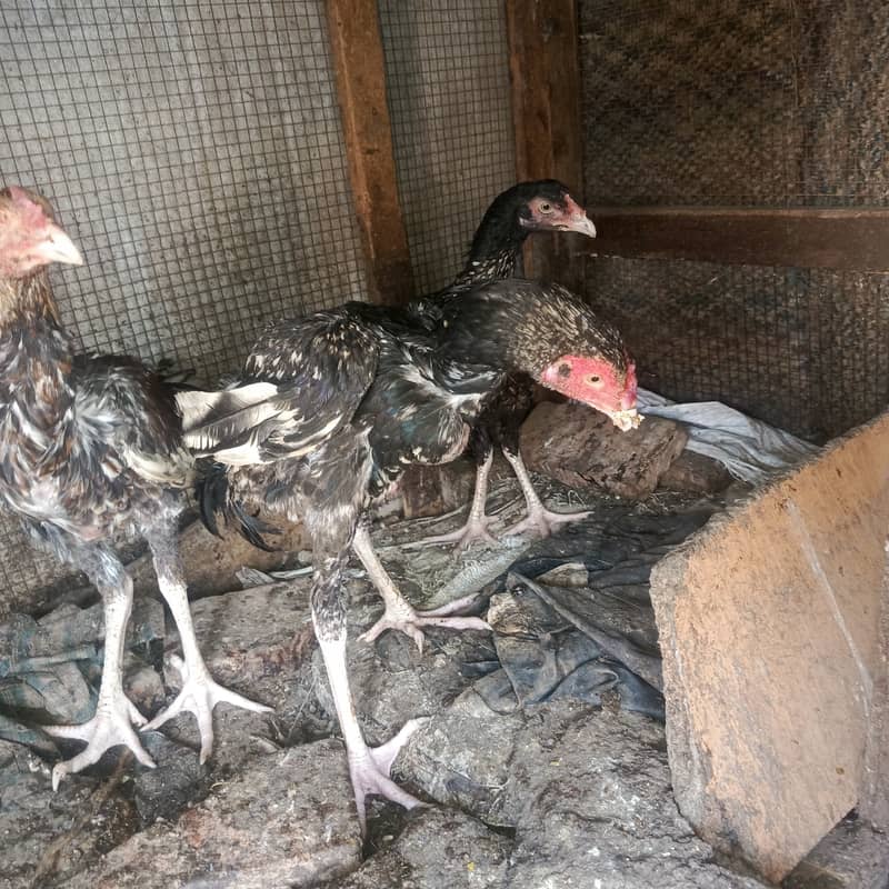 سب ایکٹو ہیں کسی قسم کی بیماری نہیں ہے 1